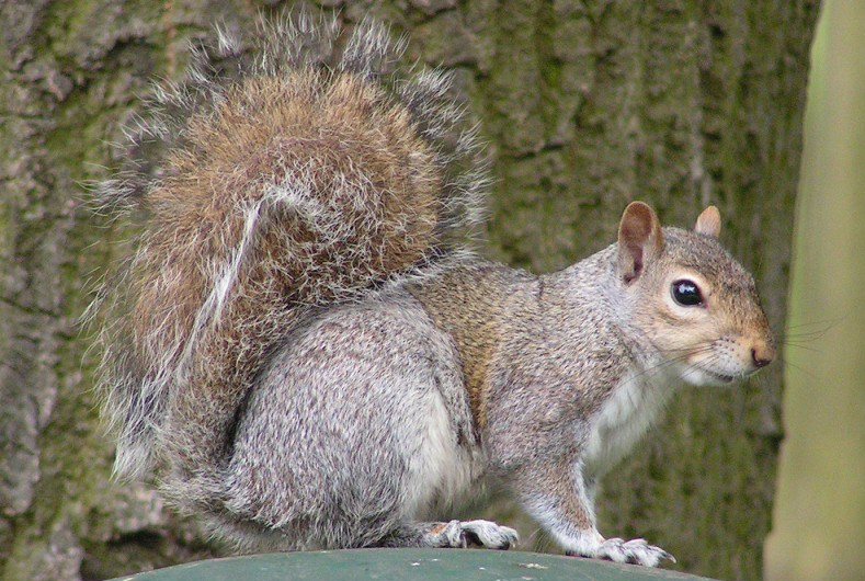 Eastern_Gray_Squirrel_800